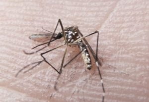 rn dengue fp00760 850x584
