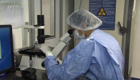 vt zyka genoma sequenciado