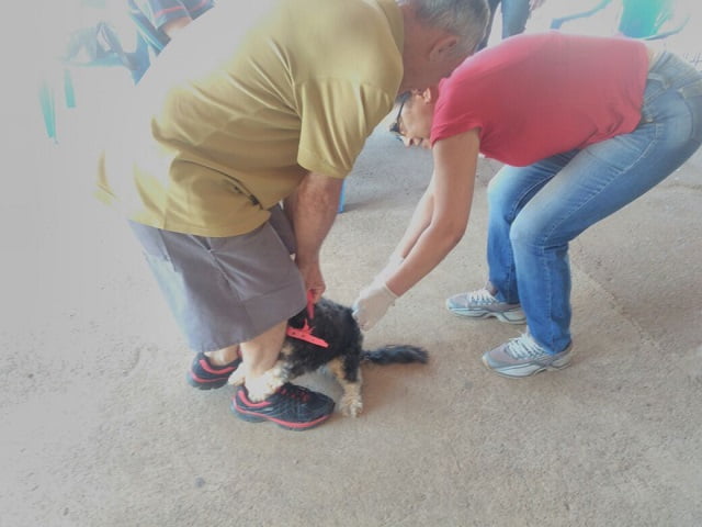 É recomendável que adultos levem os animais para segurá-los no momento da vacina (Foto: Samuel Straioto) vacinacao contra a raiva goiania diario de goias 2
