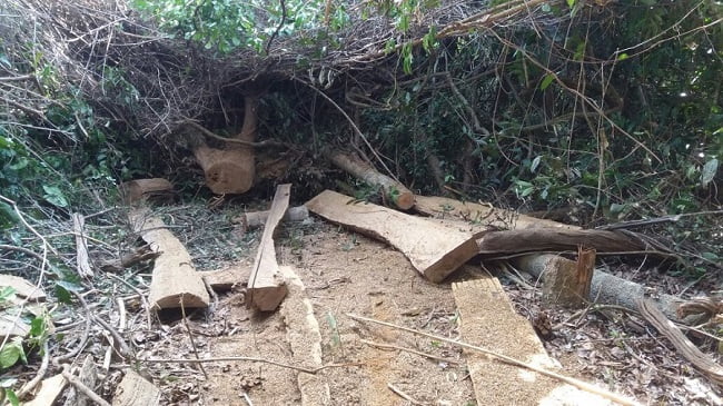 desmatamento perolandia foto pm