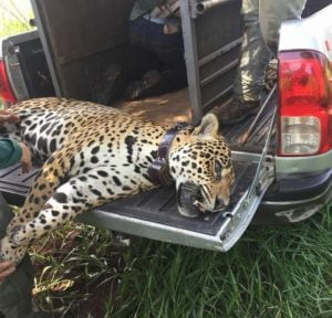 onca capturada em goias foto divulgacao facebook