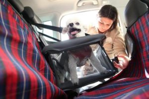 cadeirinha-canina (1).jpg