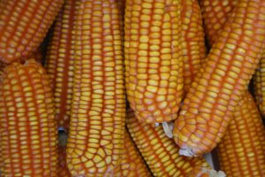 milho embrapa.jpeg