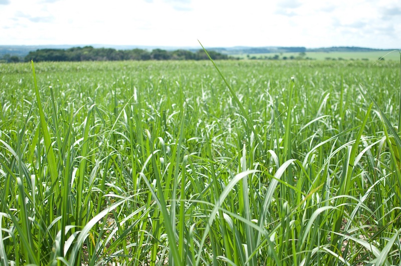 Cana-de-açúcar - Larissa Melo.jpg