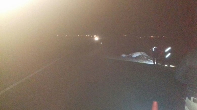 cavalo atropelado na br foto prfgo.jpg