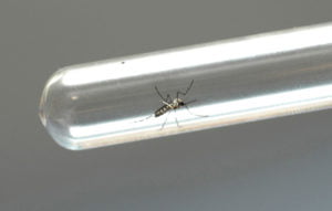 DENGUE17-850x540.jpg