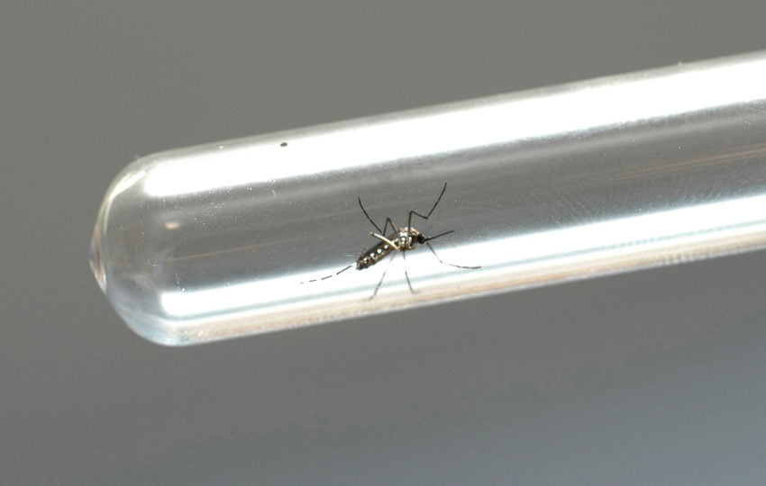 DENGUE17-850x540.jpg