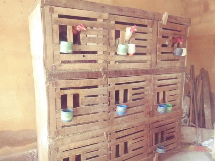 galinheiro rinha de galo foto pmgo.jpg