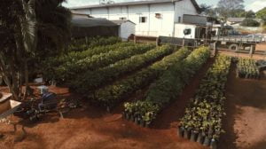 viveiro municipal de senador canedo.jpg