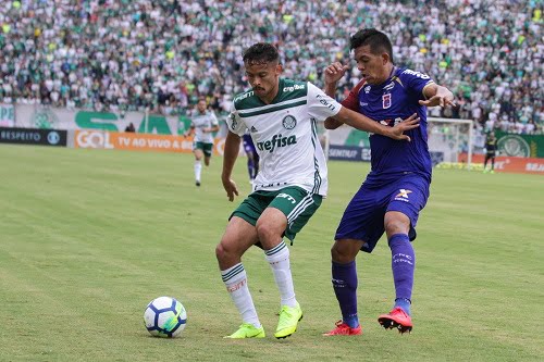 parana palmeiras