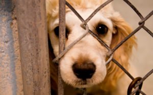 maus tratos animais foto rep.jpg