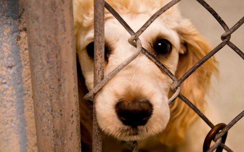 maus tratos animais foto rep.jpg