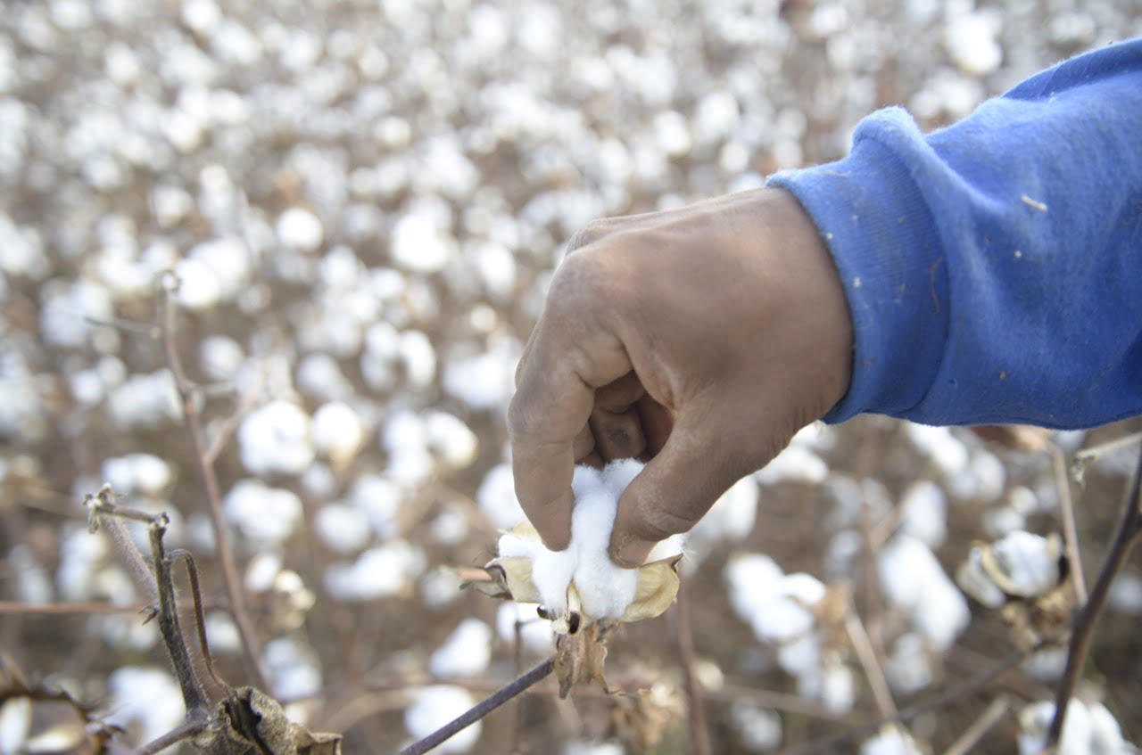Foto: Cristiano Borges