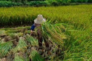 trabalho escravo mpt