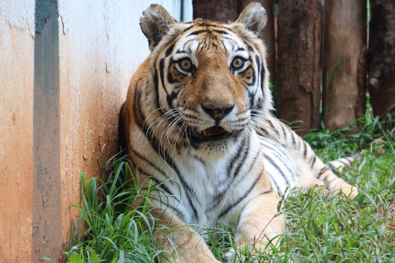 Tigre no Zoológico de Goiânia