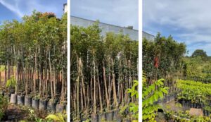 mudas de ipês amarelos para plantio na agrovia castelo branco