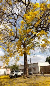 Ipê patrimônio histórico