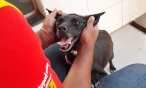 Cadela abandonada ganhou até crachá de 'Supervisora de Autendimento'.