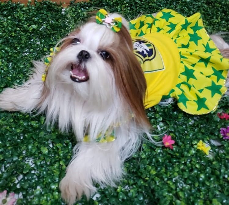 Desfile Pet acontece no Shopping Estação Goiânia (Foto divulgação/Cantinho do Cachorro).