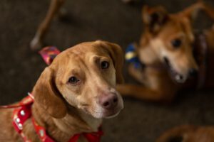Adota Pet: Evento de adoção animal terá 40 animais disponíveis (Foto divulgação).