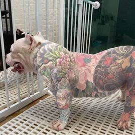 Cachorro tatuado. Foto: Reprodução/ Redes Sociais