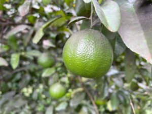 “Limão é bão!... Faz um chazim de limão e bebe que a dor passa!” (Foto divulgação).
