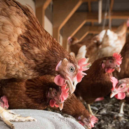 Gene_humano_pode_bloquear_gripe_aviária,_revela_estudo_(1)