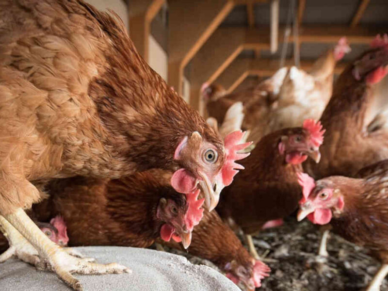 Gene_humano_pode_bloquear_gripe_aviária,_revela_estudo_(1)