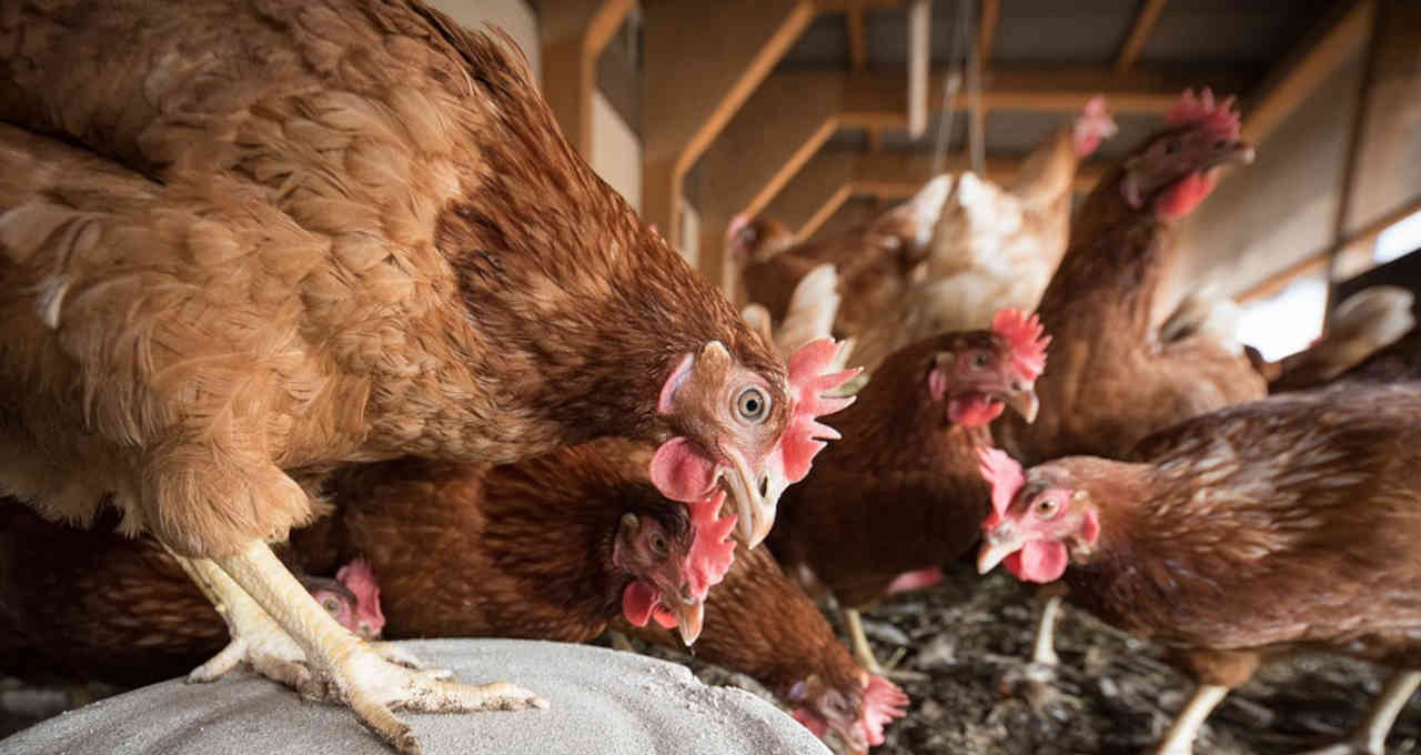 Gene_humano_pode_bloquear_gripe_aviária,_revela_estudo_(1)