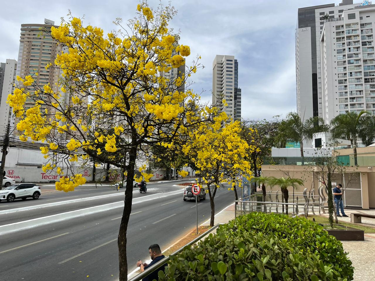 Ipê amarelo na rua 136, setor Sul. Foto: Altair Tavares/DG