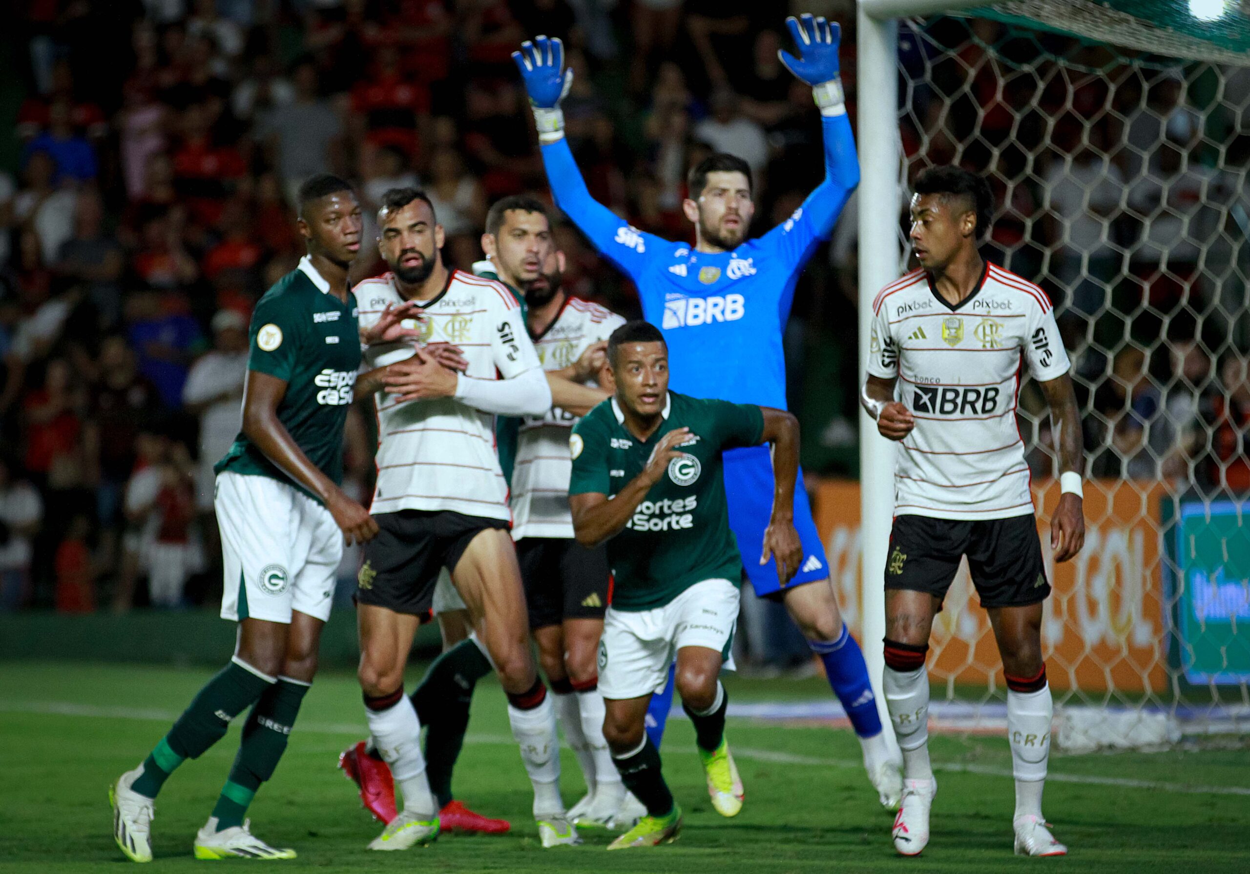 Gato sendo atendido pelo veterinário