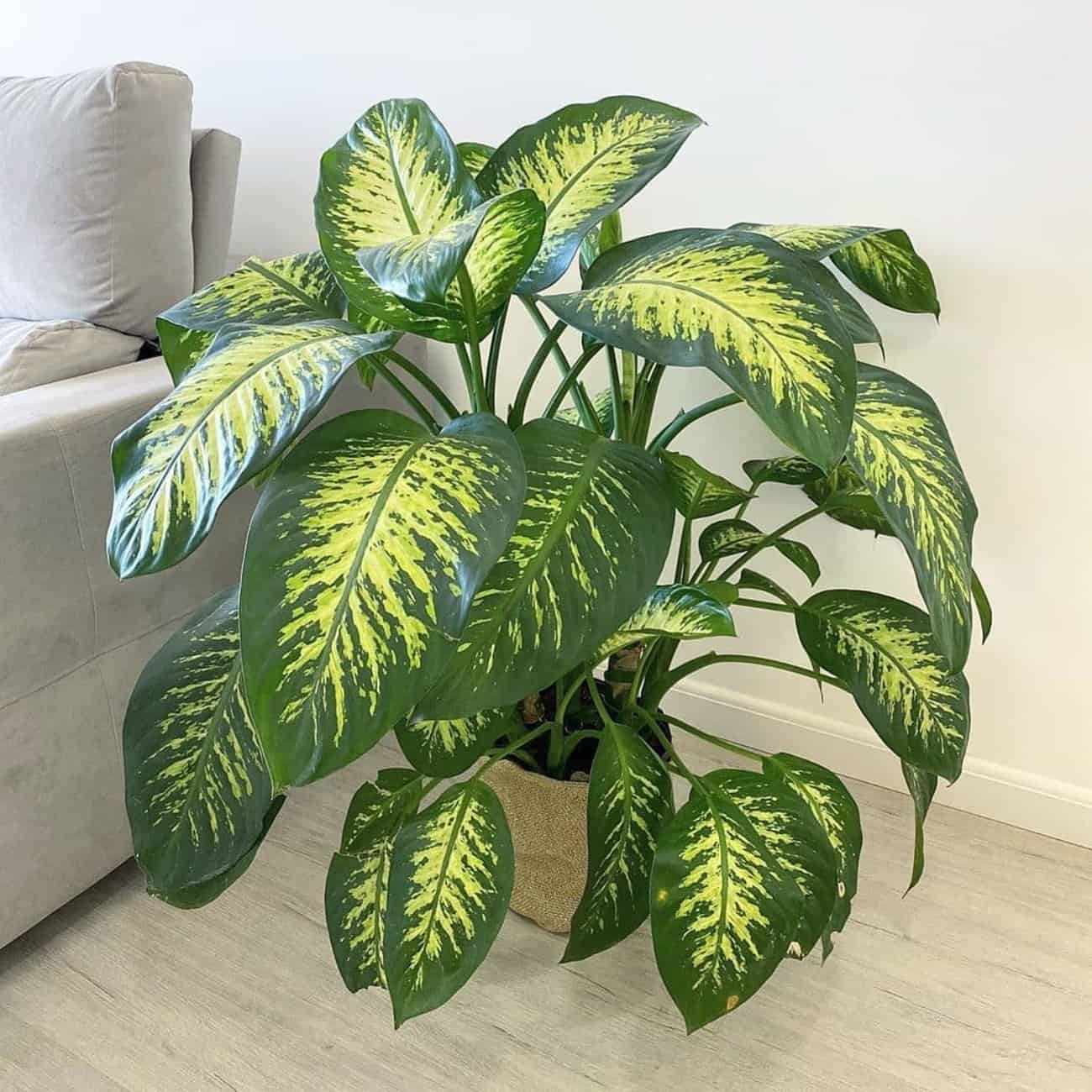 Homem idoso tomando remédio