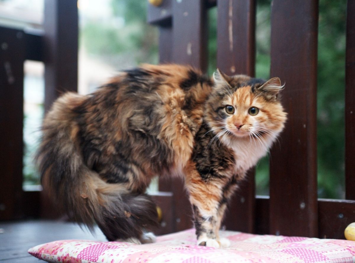 mulher bem agasalhada em fundo rosa