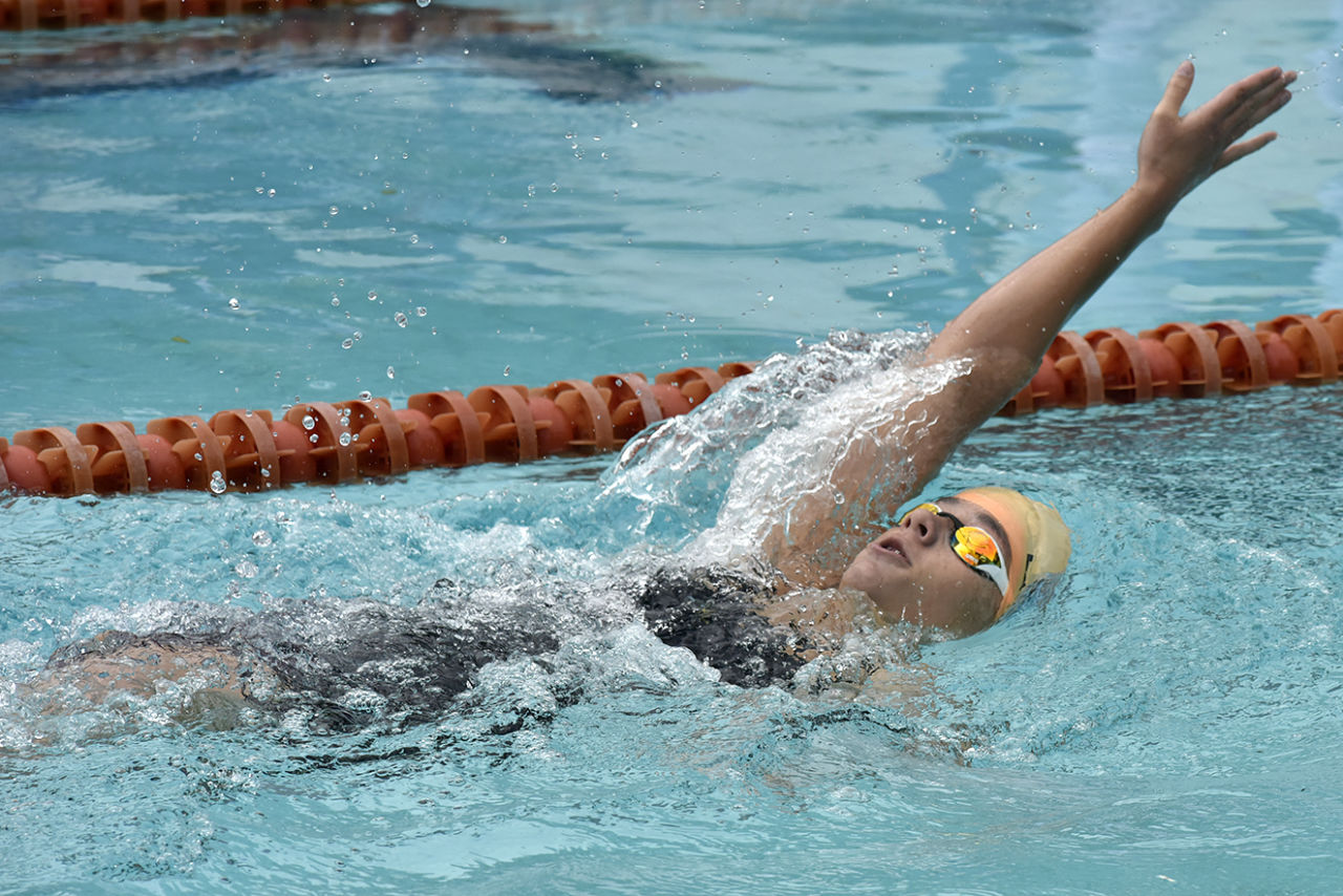 Gato siberiano sentado ao ar livre 