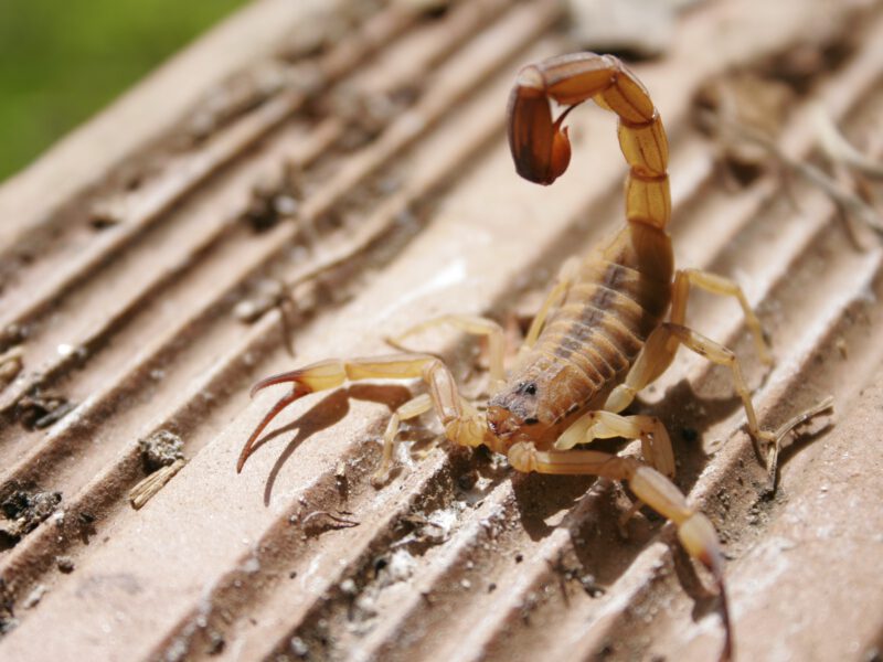 Descubra_por_que_o_escorpião_é_uma_mina_de_ouro._(4)