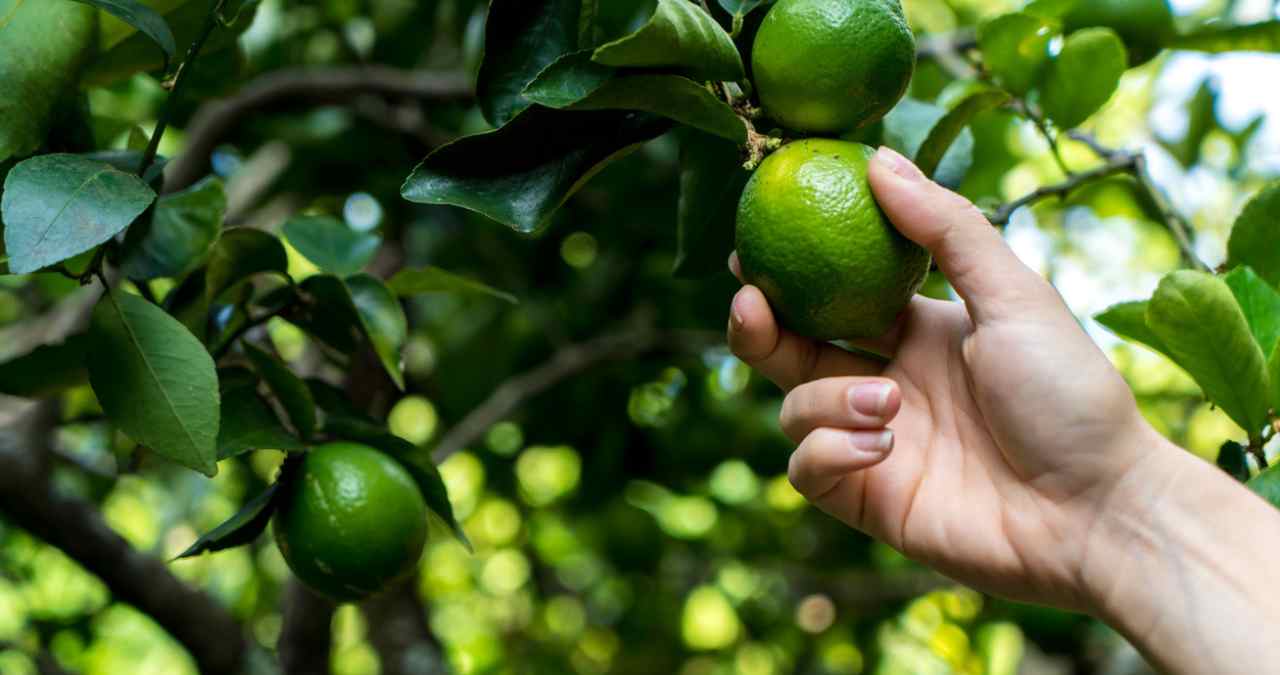 Ilustração com fundo azul do signo de Capricórnio