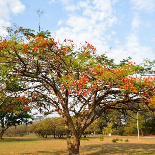 Prepare-se!_A_primavera_traz_calor_ao_Brasil._(5)