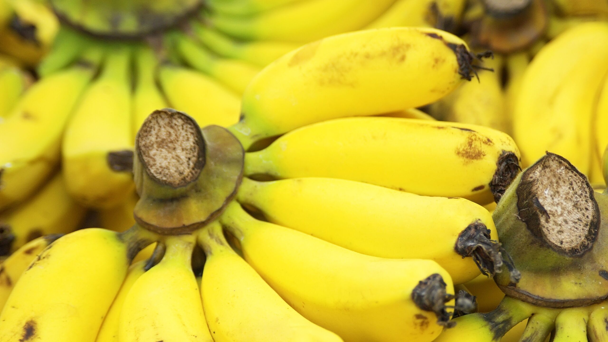 Flor de acácia branca 