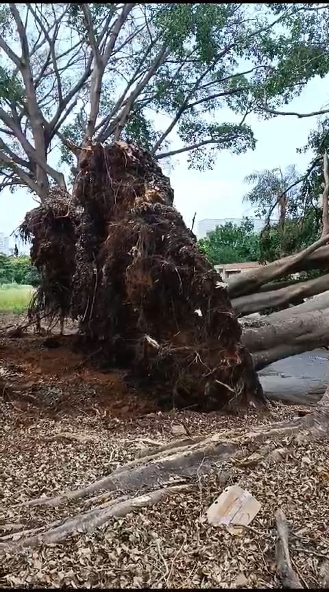 Ilustração colorida do símbolo do signo de leão em fundo preto