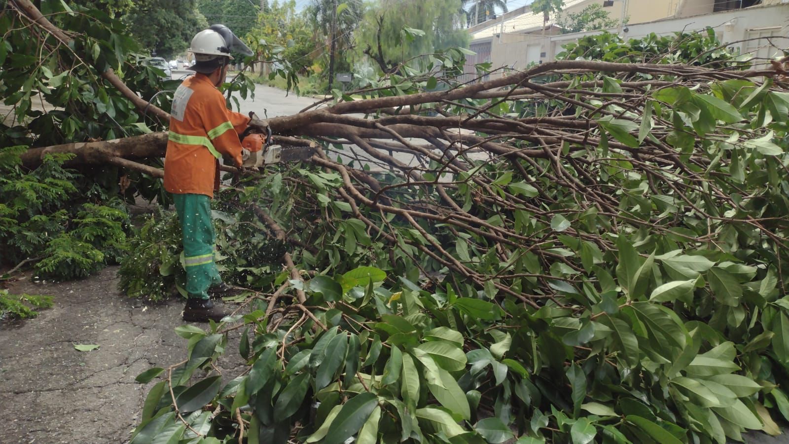 Comurg retira árvores caídas após temporal em Goiânia. Foto: Comurg