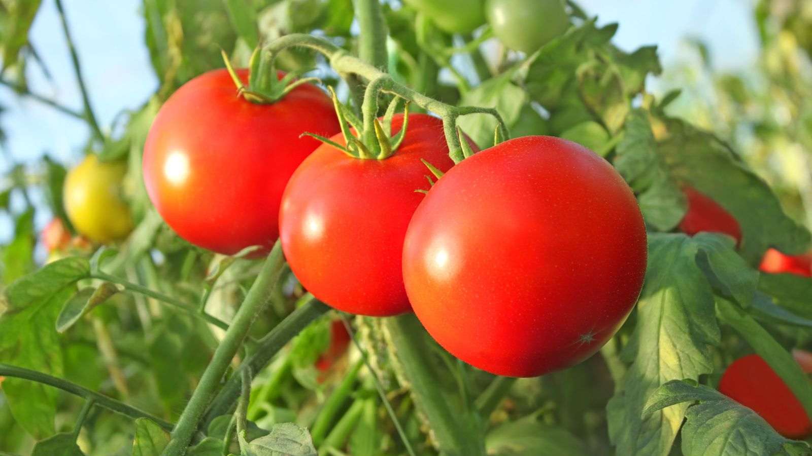 Saúde-em-vermelho:-os-segredos-do-tomate-revelados!-00-06-12-23