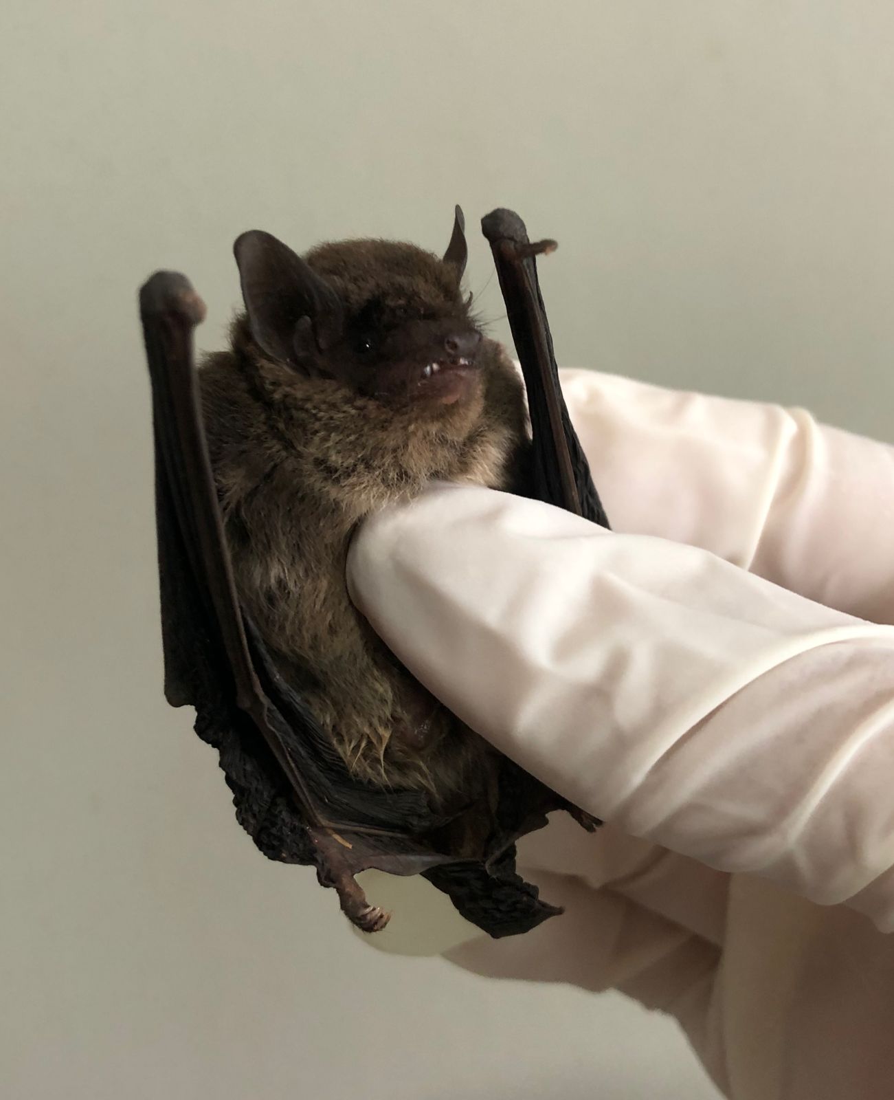 caso de raiva em morcego. Foto: SMS