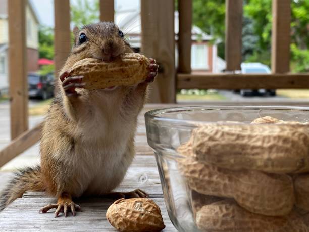 Ilustração minimalista do signo de Escorpião, com um escorpião estilizado em círculo roxo sobre fundo bege