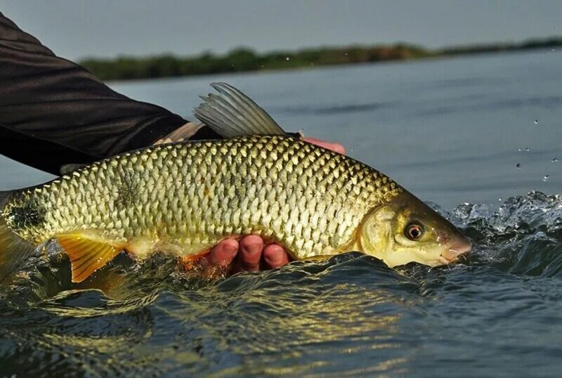 pesca em goiás Pesca & Companhia Trade Show 2024 aruana