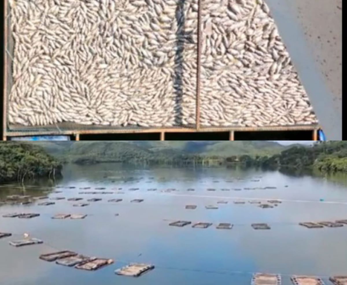 Biscoitos com linhaça, aveia e chia empilhados em uma superfície marrom 