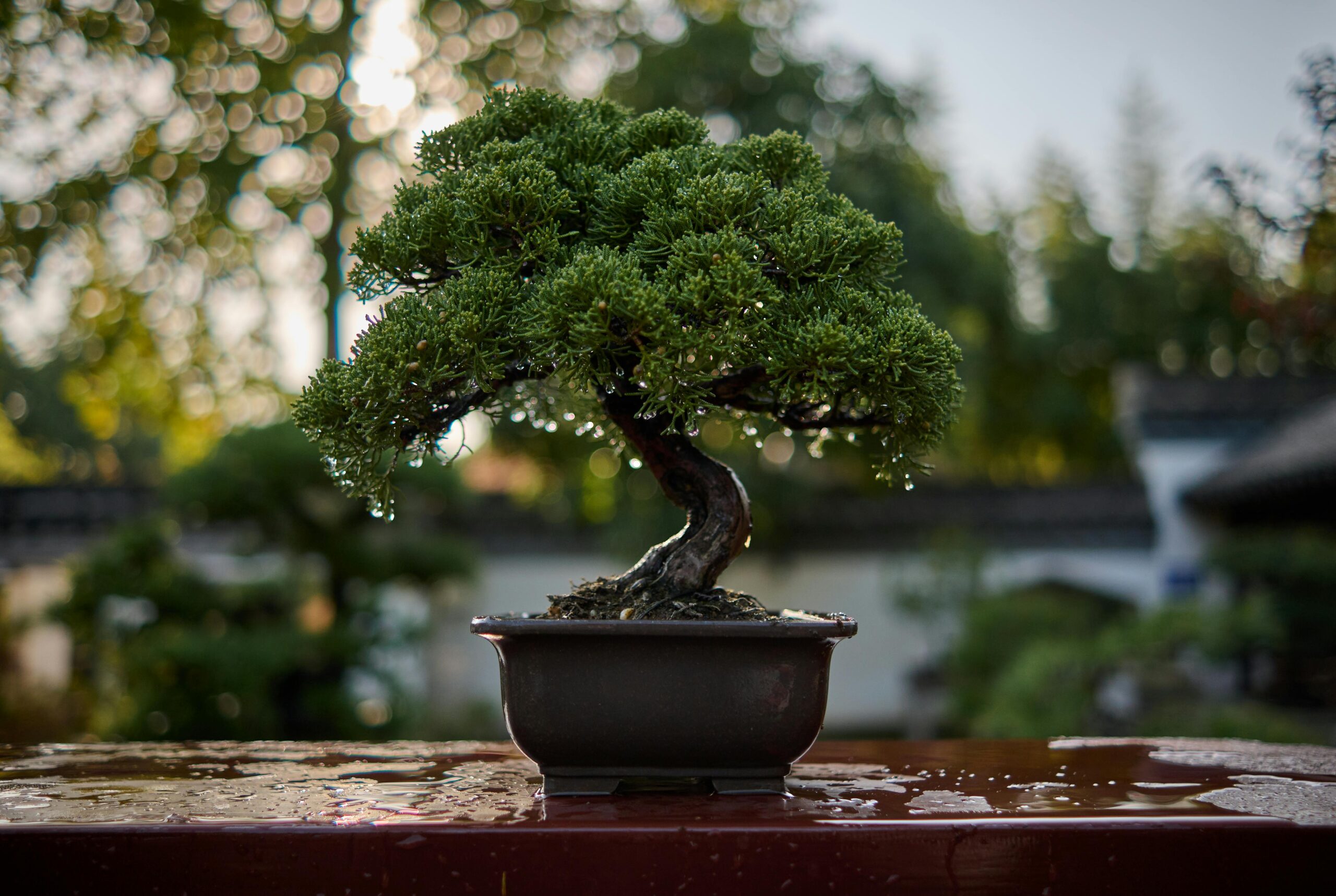 bonsai. foto: pexels