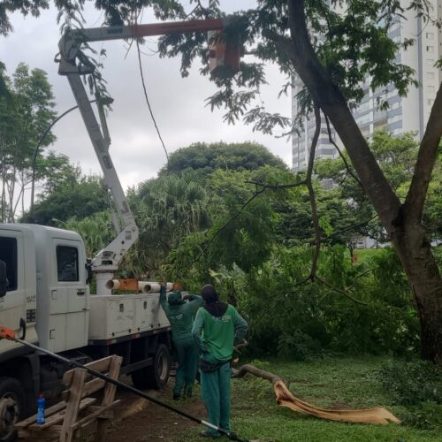 Poda e substituição das árvores com risco em Goiania. Foto: divulgação