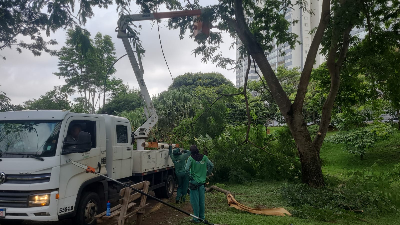 Poda e substituição das árvores com risco em Goiania. Foto: divulgação