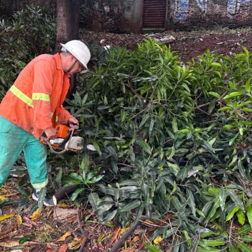 Poda preventiva Comurg. Foto: Saulo Hermínio