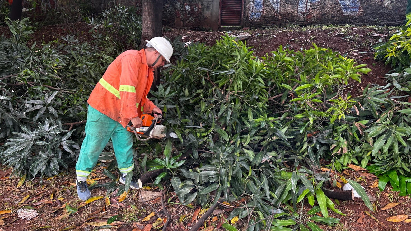 Poda preventiva Comurg. Foto: Saulo Hermínio